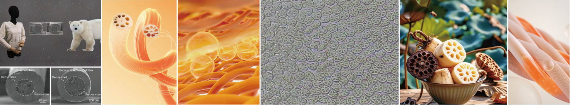 LOTUS ROOT POROUS HOLLOW FIBER