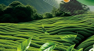 Herbal Tea-Fresh