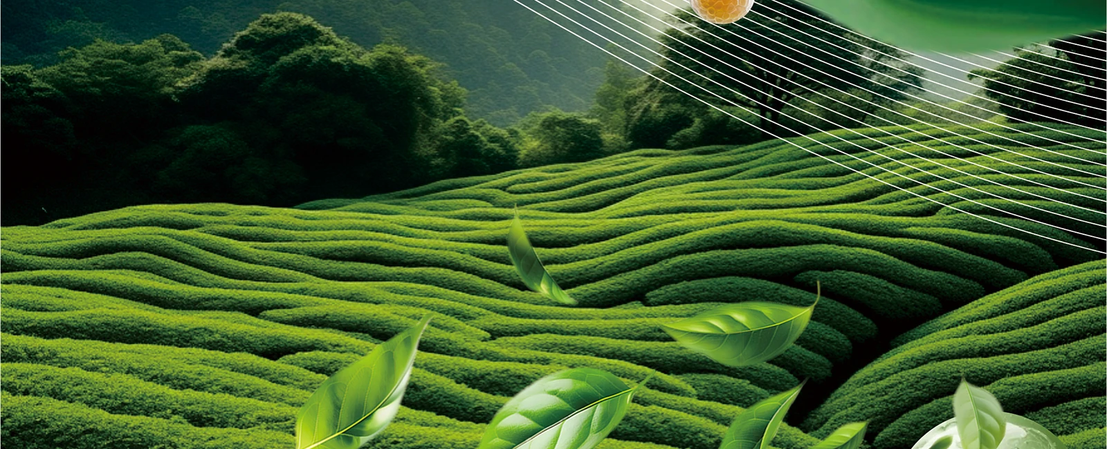 Herbal Tea-Fresh